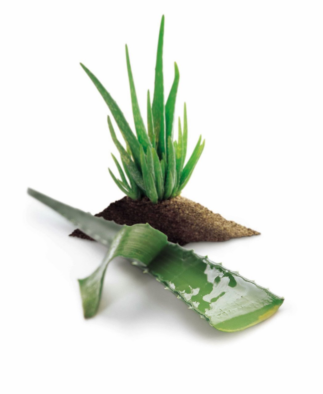 Aloeverabmiller.cz